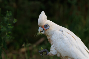 Close-up of an Australian Little Corella cockatoo holding a seed and feeding in its natural habitat © Tove Liv
