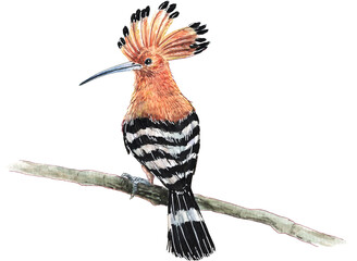 Hand drawn watercolor Eurasian hoopoe bird perched on tree branch clipart isolated on transparent background png © UYAOWL