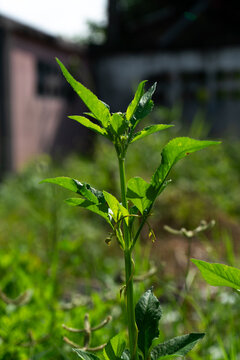 Close-up of a Wild Green Plant in Sunlight
