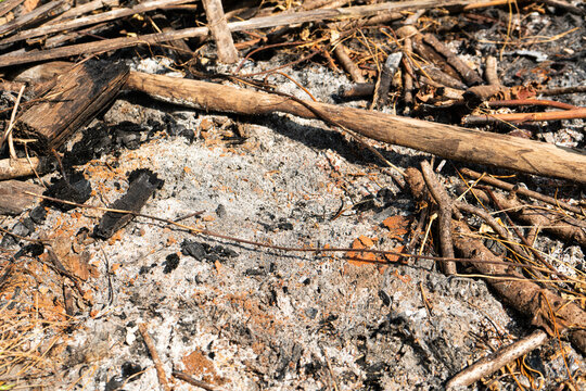 Remains of a Campfire with Ash and Charred Wood