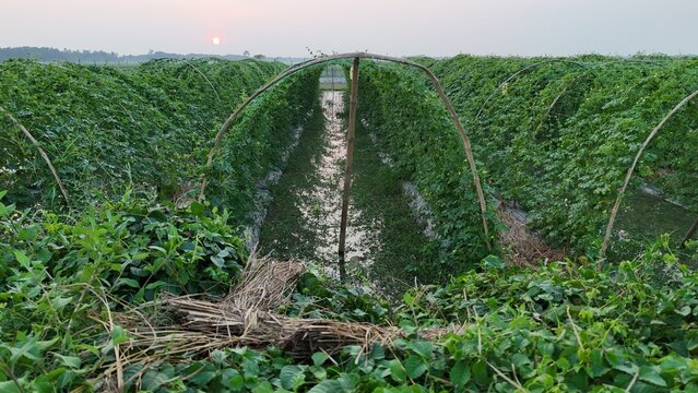 Symmetrical rows of green crop trellis in agricultural field