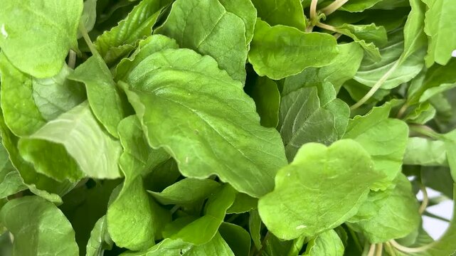 Fresh organic spinach leaves pile close up top view rotating in slow motion.