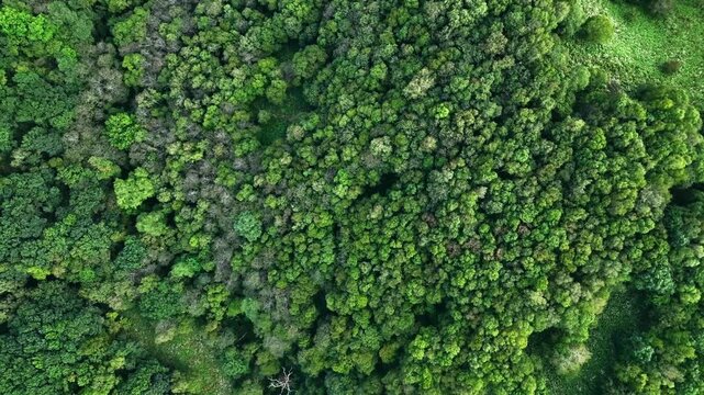 森林の真俯瞰ドローン空撮。自然、環境、山林、SDGs、エコロジー、真上、樹木、高原、山地、風景、景色