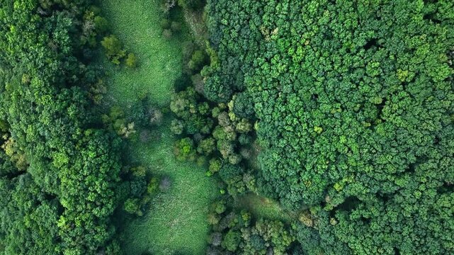 Drone aerial footage of a forest from directly above. Nature, environment, forest, SDGs, ecology, directly overhead, trees, plateau, mountainous area, landscape, scenery
