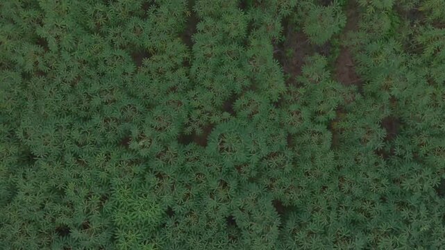 Aerial View of Green Cassava Field in Thailand