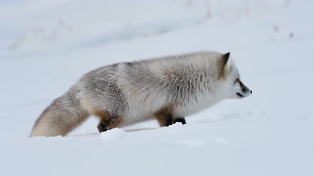 Arctic Fox Running in Snowy Winter Landscape, Wild Animal in Nature