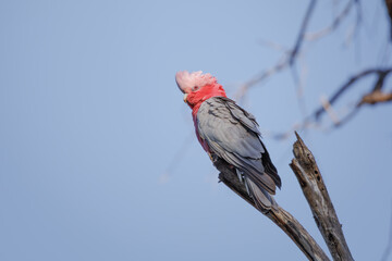 Australian Galah (Eolophus roseicapilla) perched on a branch under a bright blue sky © Tove Liv