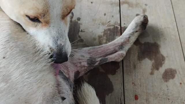 Dog Legs and Paws Inflamed