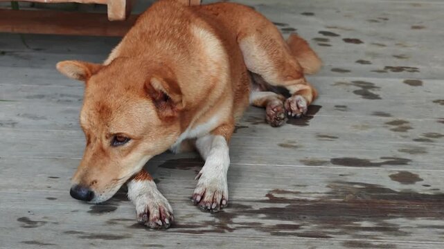 Brown Dog White Front Legs