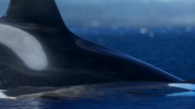 An orca emerges from the deep blue water, revealing its distinctive black-and-white markings&mdash;notably the white patch behind its eye and its sleek black dorsal fin.