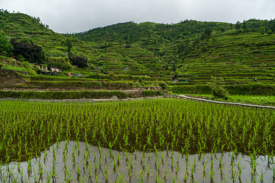 Green rice terraces in the mountains near Xijiang, Guizhou, China