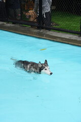 Siberian husky dog swimming in clear blue swimming pool water with golden retriever waiting at fence background. © Radhitya Ardian Arka