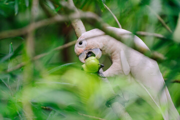 A white cockatoo in a lush green forest, holding and nibbling on a green fruit. © JX