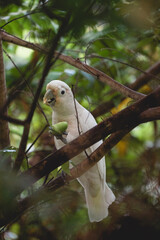 A white cockatoo perches on a branch amidst lush green foliage in a tropical forest setting. © JX
