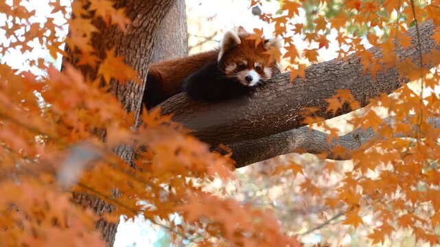 A red panda surrounded by red leaves