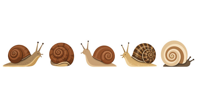 Realistic snail vector set, brown garden snails with spiral shells, collection of 5 gastropod mollusks for nature education and biology design