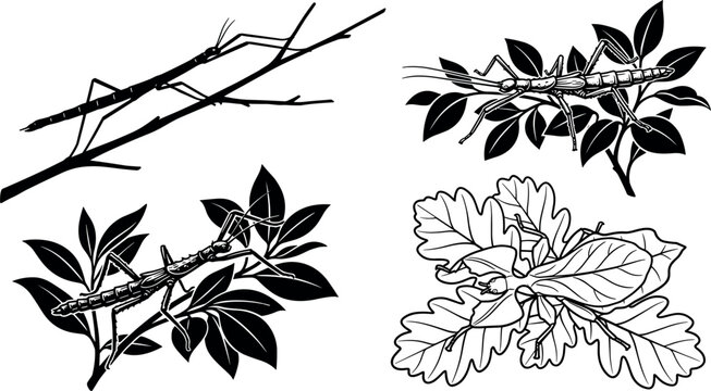  Stick Insect and Leaf Bug Vector Set Featuring Camouflaged Phasmids on Tree Branches and Leaves for Entomology Studies, Nature Logos, and Wildlife Graphics