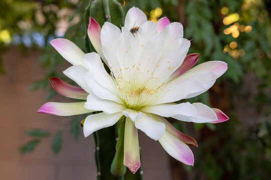 Night Blooming Cereus repandus flower with large white petals, pink tipped sepals, yellow center stamens and a pollinating bee