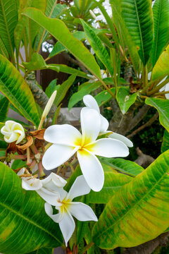 White Apocynaceae Plumeria Alba frangipani flowers with vibrant yellow centers bloom elegantly on a lush green tropical tree branch in the summer, San Diego, CA