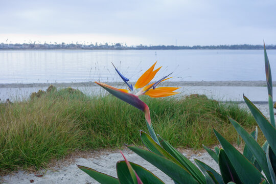 Bird of paradise flowers blooming near a sandy Sail bay beach by the calm waters, San Diego, CA