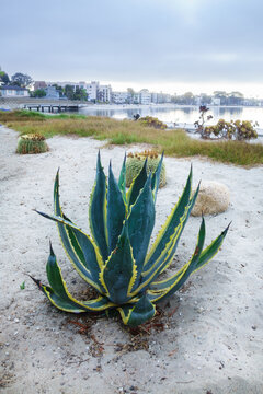 Variegated century plant Agave americana marginata grows in the coastal sand along the calm shoreline of Sail Bay, San Diego