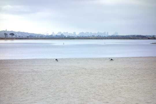 A foggy morning coastal view of the San Diego skyline across Mission Bay with seagulls on the sandy shore