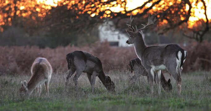 Group of wild deer, including a buck with antlers, a doe, and a fawn, grazing in a natural field with dry grass during a golden sunset, depicting wildlife in its natural habitat