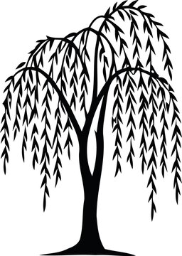Elegant Black and White Weeping Willow Tree Vector Illustration for Design Projects