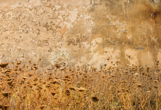 Italy, Sardinia, Bosa.  Dried flower tops of Queen Anne's Lace in front of brown, weathered wall.  Daucus carota