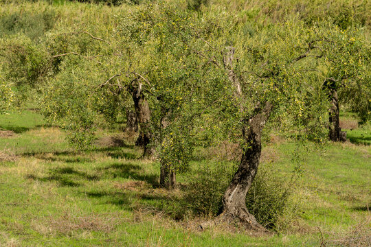Italy, Sardinia, Bosa.  Olive grove.