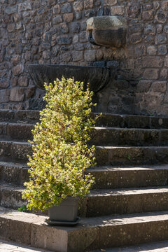 Italy, Sardinia, Bonacardo.  Potted plants on the dark steps of the The Basilica of Santa Maria di Bonacardo