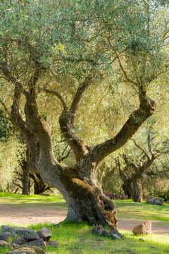 Italy, Sardinia, Paulilatino.  Olive grove at the Santa Christina Nuragic well archeological site.