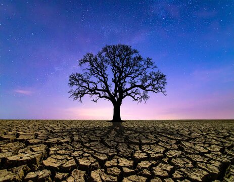big tree on drought land 