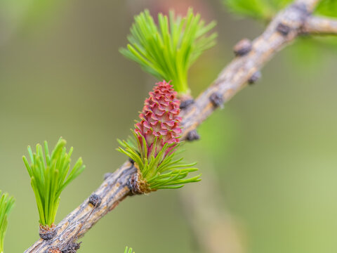 Larch tree fresh pink cones blossom at spring on nature background
