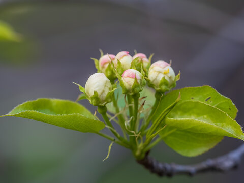 White blossoming apple trees in the sunset light. Spring season, spring colors.