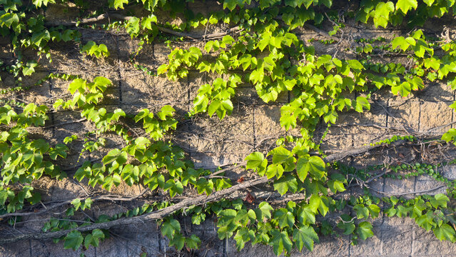 green climbing ivy vines with vibrant leaves spread across a textured stone block wall in warm sunlight