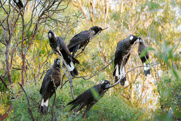 A flock of Carnaby's cockatoos in the native Western Australia © Tove Liv