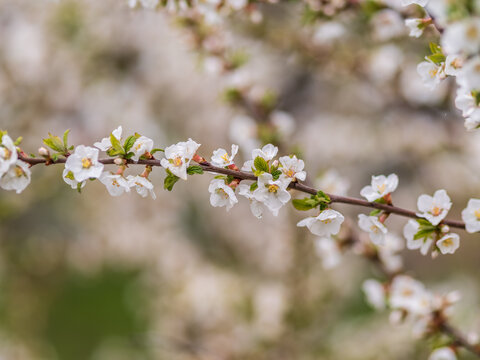 White cherry flowers. The branches of a blossoming Cherry tree with white flowers.