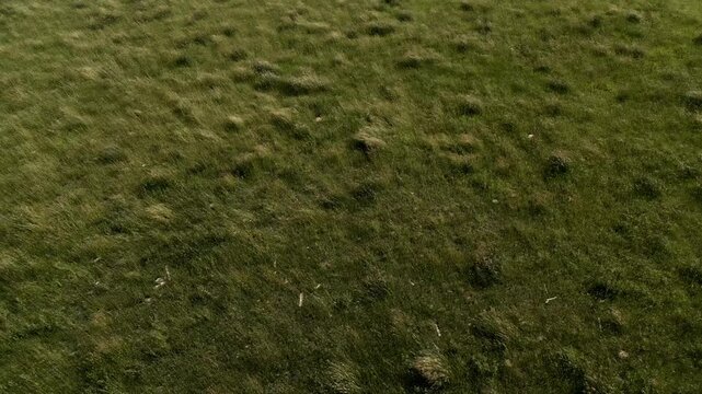 An overhead drone shot reveals patchy green pasture terrain from above