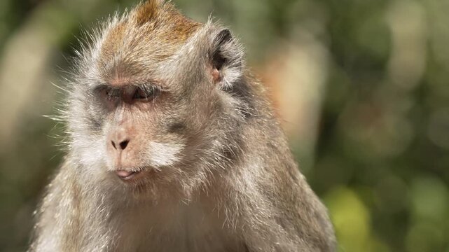 Close up of a monkey looking around in 4k