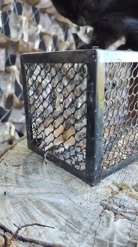 A black cat is trying to catch a mouse sitting in a cage