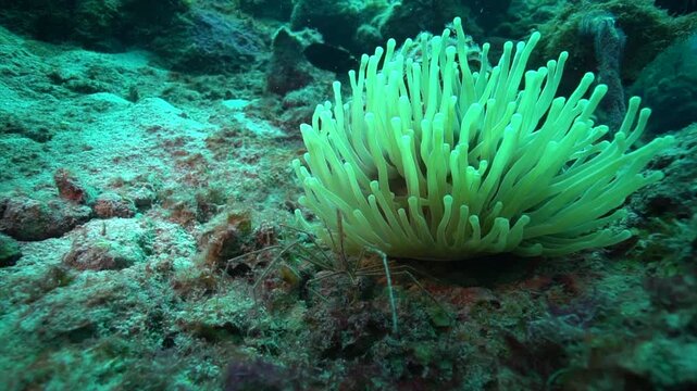 An arrow crab stands perched on the reef beside a swaying anemone, its long legs and pointed body sharply outlined against the soft coral. The crab moves delicately while the anemone&rsquo;s tentacles drift