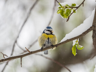 Cute bird, Eurasian blue tit, songbird sitting on spring branches with snow and green leaves © Dmitrii Potashkin