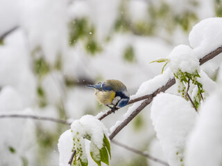 Cute bird, Eurasian blue tit, songbird sitting on spring branches with snow and green leaves © Dmitrii Potashkin