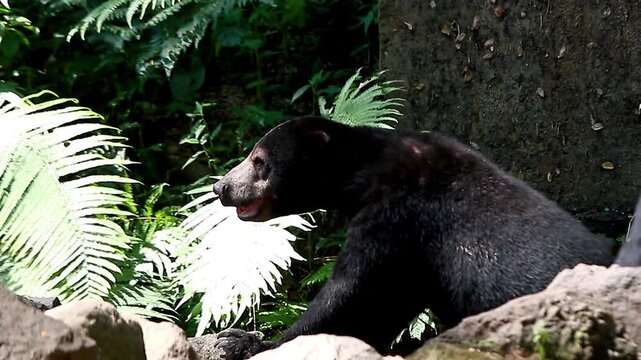 video An active sun bear at the zoo in Lombok, Indonesia on a bright and cool morning