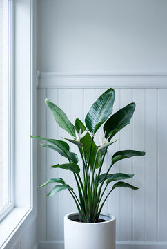 Minimalist scandinavian interior with potted plant and white paneled wall