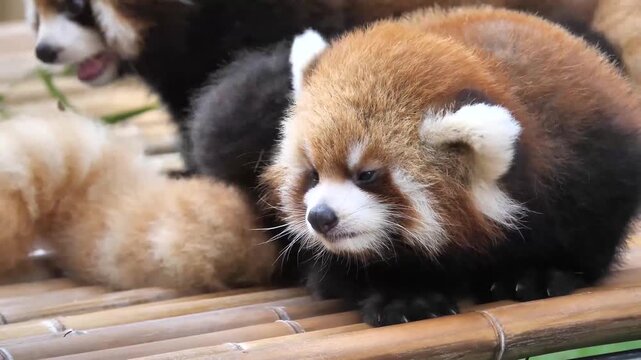 The facial expression of a little red panda cub when being scratched quickly