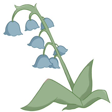 lily of the valley blue