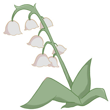 lily of the valley white
