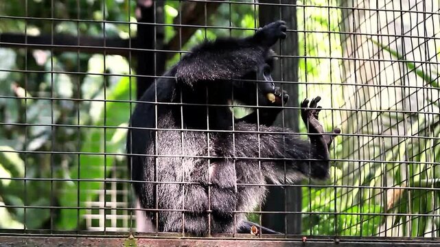 A video of a black Javan langur moving about inside its enclosure at a zoo in Lombok, Indonesia, on a bright, cool morning.